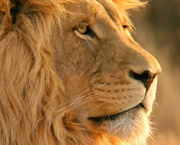 طفلة في الـ 11 من عمرها تقتل أسداً كاد يفتك بها وبشقيقها!