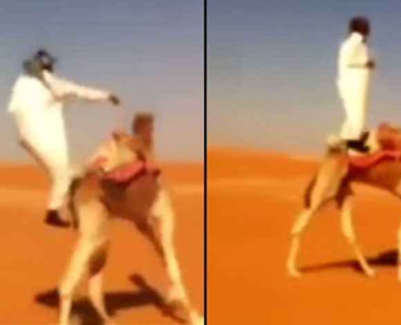 بالفيديو-  رجل سعودي يسقط عن الإبل تحت سيارة