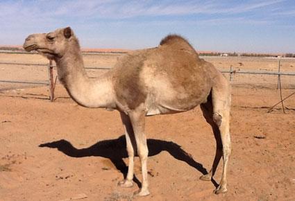 سعودي يعزف عن العمل والزواج لرعاية ناقته