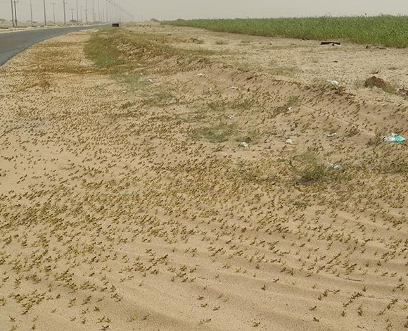 أسراب الجراد تجتاح جنوب القوز في السعودية