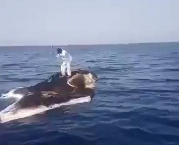 أغرب صيد في السعودية ... على ظهر حوت