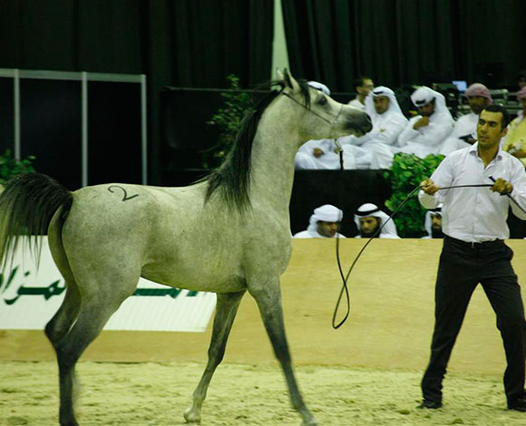 أفضل سلالات الخيول العربية تشارك في معرض دبي الدولي للخيل  
