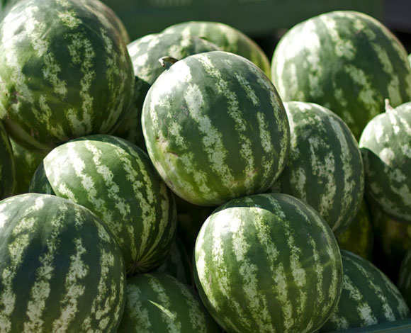 بالفيديو : حاولوا إصطياد السمك في السعودية ... فماذا إصطادوا؟