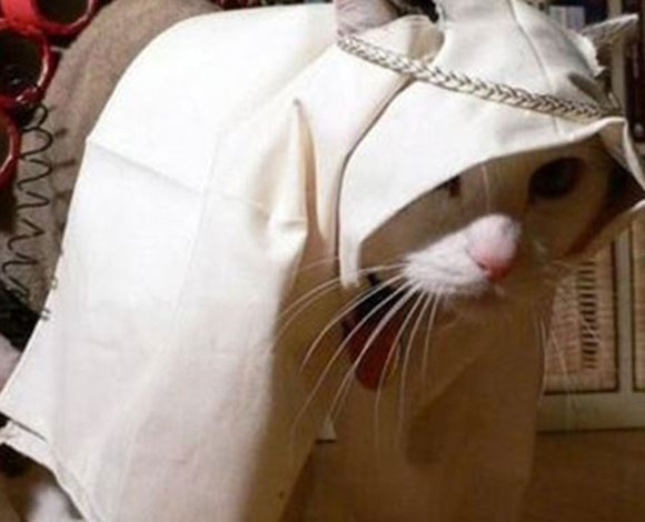 شاهد بالصور قططاً مدججة بالسلاح