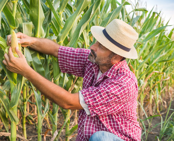 منظمة USDA تطلق تقرير مبادئها التوجيهية لتناول الطعام الصحي