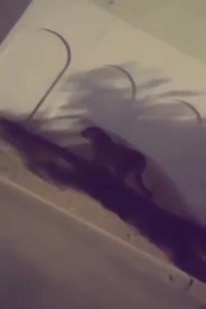 نمر طليق في شوارع المملكة .. فيديو