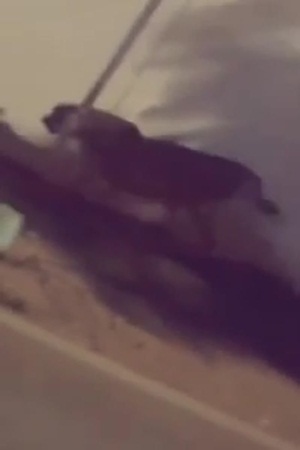 نمر طليق في شوارع المملكة .. فيديو