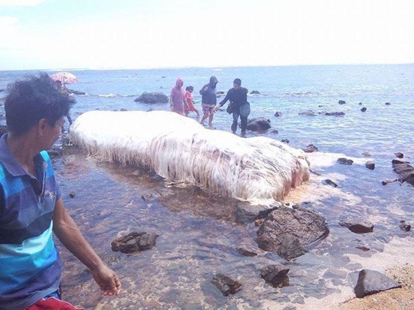 العثور على فصيلة حيوان جديدة في الفلبين