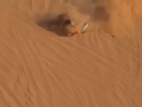 نهاية أليمة لتطعيس خطير .. فيديو