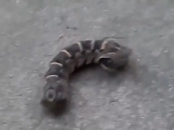 شاهد ماذا وجدت في فناء منزلها .. مخلوق برأسين