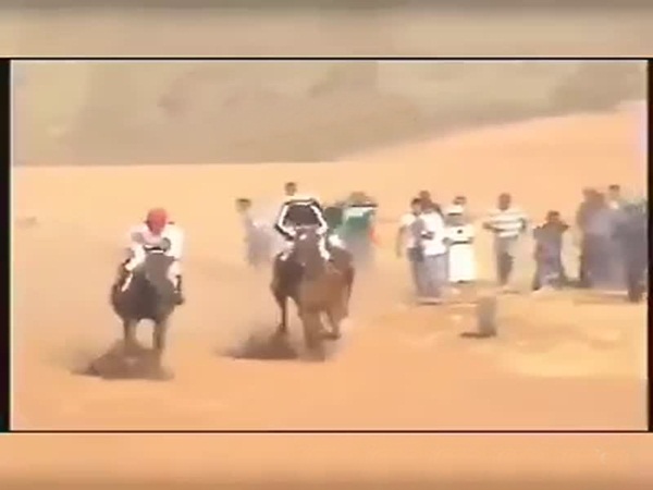 بالفيديو .. إنقاذ طفل من الدهس بحوافر الجياد