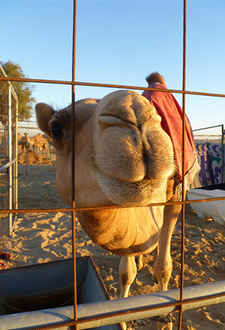 أكثر من 250 ألف مشاركة على "إنستجرام" و50 ألف تغريدة  لمبادرة #MyDubai