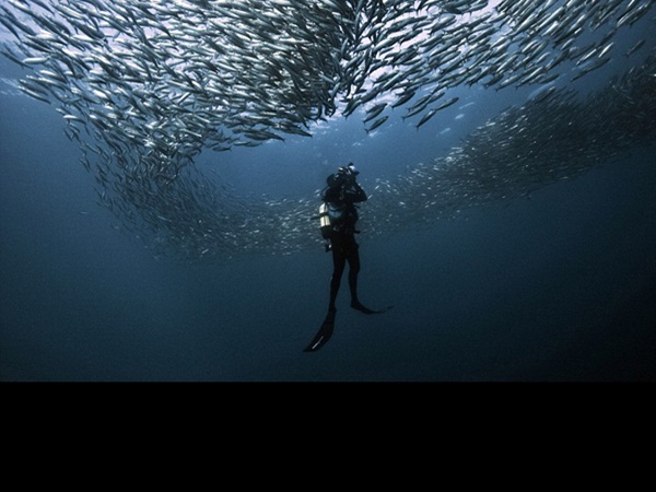 شاهد أسماك تطير وتهاجم الصيادين