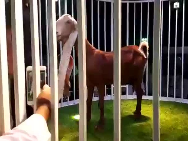مزاد في المملكة لبيع تيس ب185 ألف ريال .. فيديو