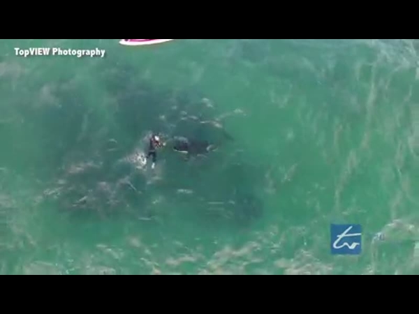 شاهد فيديو بديع لشاب يرقص مع الحيتان القاتلة