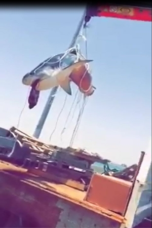 ذهب ليصطاد فعاد بقرش