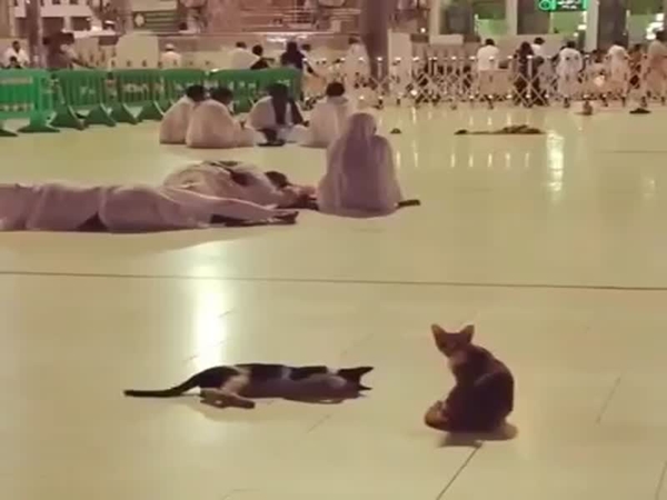 شاهد .. براءة القطط في الحرم المكي