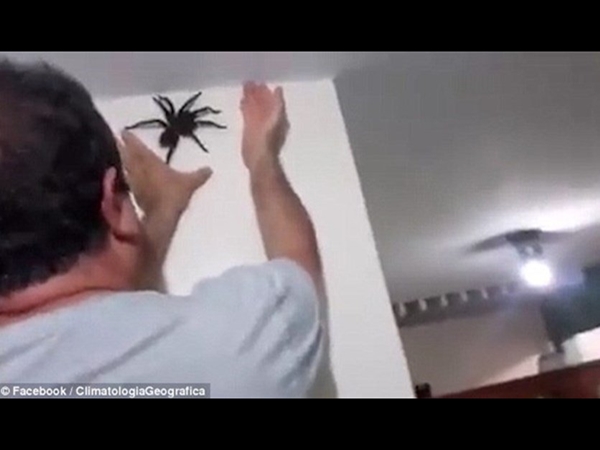 رجل يقوم بإزالة عنكبوت ضخم بطريقة محترفة .. شاهد