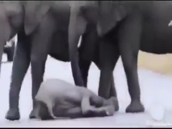 فيديو طريف .. فيل صغير يسبب أزمة لأسرته