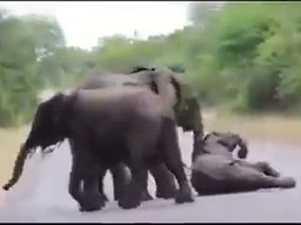 فيديو طريف .. فيل صغير يسبب أزمة لأسرته