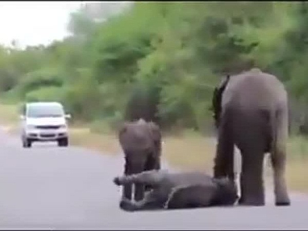 فيديو طريف .. فيل صغير يسبب أزمة لأسرته