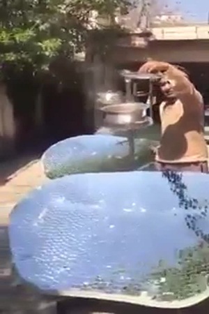 شاهد كيف طهى الآسيويين طعامهم في المملكة بطريقة تثير الإعجاب