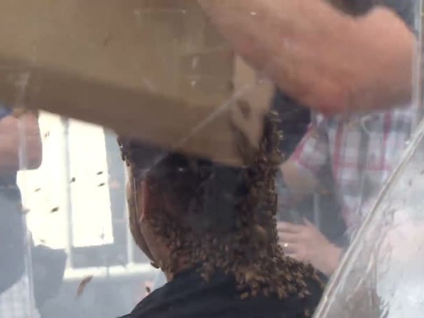 يحتمل لدغات خلية نحل كاملة .. لسبب لا يصدق .. فيديو