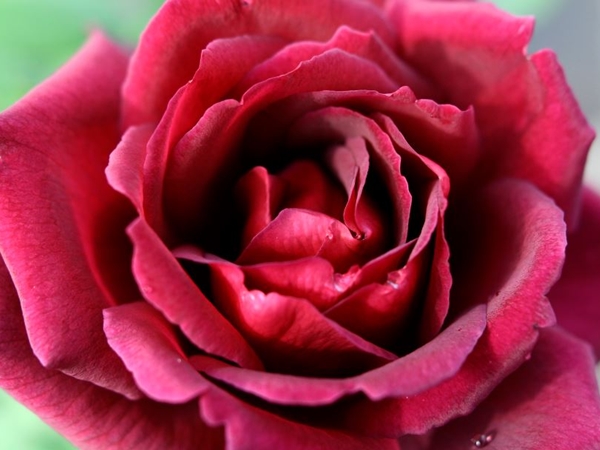 صور ورد للصباح