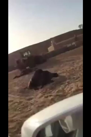 شاهد مجهولون يقومون بالانتقام من كفيلهم في إبله
