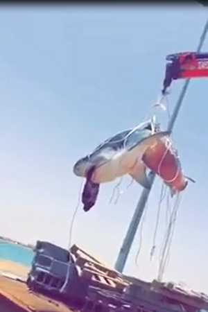 ذهب ليصطاد فعاد بقرش