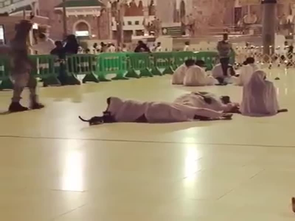 شاهد .. براءة القطط في الحرم المكي