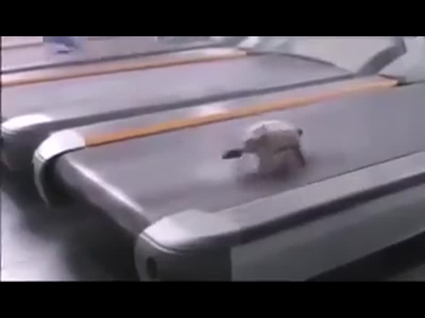 شاهد كيف خدعتنا السلحفاة طوال هذه السنوات