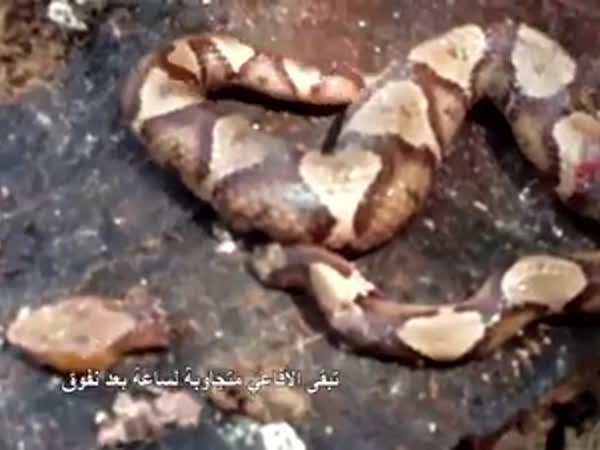 فيديو مذهل لثعبان يعض نفسه
