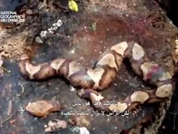 فيديو مذهل لثعبان يعض نفسه