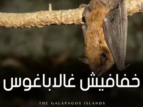 جزيرة الكوابيس .. المكان الذي لا تتمنى أن تزوره أبدًا .. فيديو