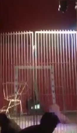 فيديو مزعج .. أسد يهاحم مدربه في عرض حي