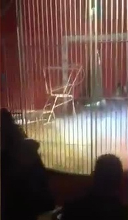 فيديو مزعج .. أسد يهاحم مدربه في عرض حي
