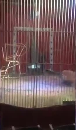 فيديو مزعج .. أسد يهاحم مدربه في عرض حي