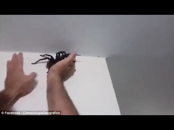 رجل يقوم بإزالة عنكبوت ضخم بطريقة محترفة .. شاهد