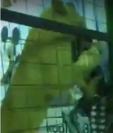 بالفيديو: أسد ينقضّ على طفلة الخمسة أعوام في السعودية!