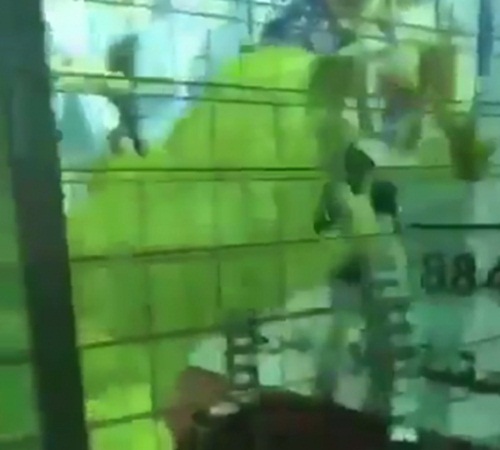 بالفيديو: أسد ينقضّ على طفلة الخمسة أعوام في السعودية!