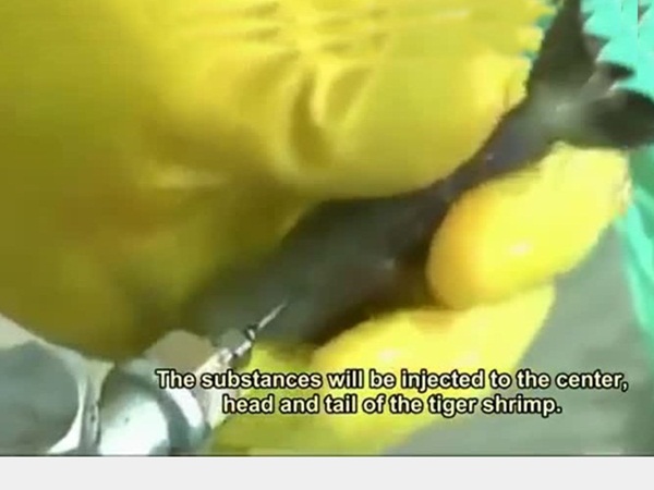 بالفيديو .. تعرف على طريقة جديدة للغش في بيع الروبيان