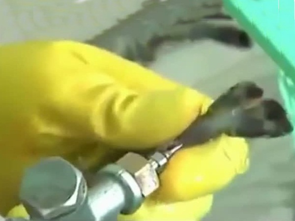 بالفيديو .. تعرف على طريقة جديدة للغش في بيع الروبيان