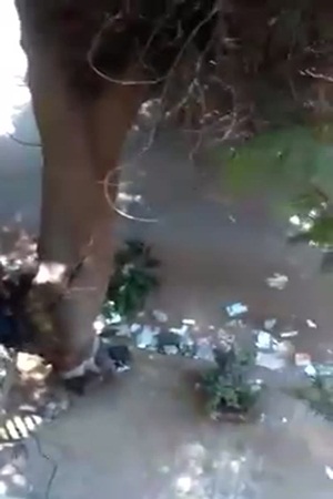 شاهد كيف ندم هذا الرجل على قطعه لهذه الشجرة
