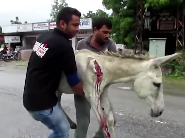 أنقذوا حمارًا تعرض لحادث سيارة ... شاهد الفيديو