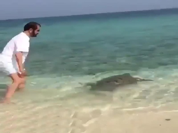 شاهد الشيخ محمد بن راشد وهو يساعد هذه السلحفاة