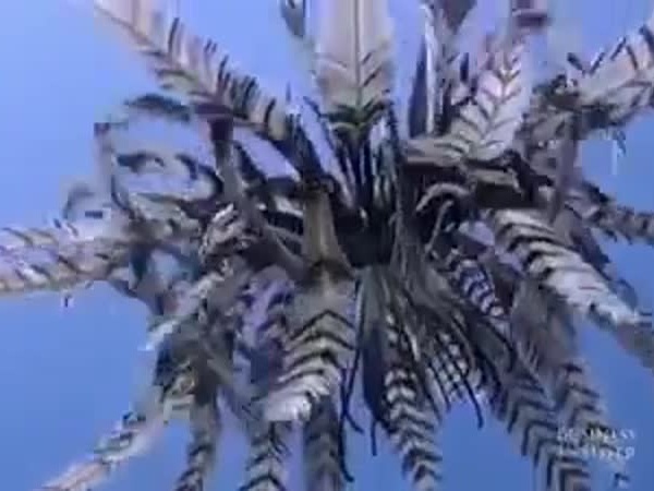 كائن بحري أم عصفور .. شاهد بنفسك
