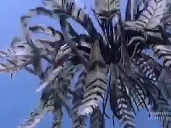 كائن بحري أم عصفور .. شاهد بنفسك