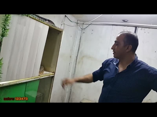 شاهد كيف تمكن من إمساك هذا الثعبان السام باحترافية