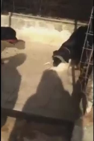 رد فعل الشيخ محمد بن راشد على فيديو تعذيب القطة في دبي